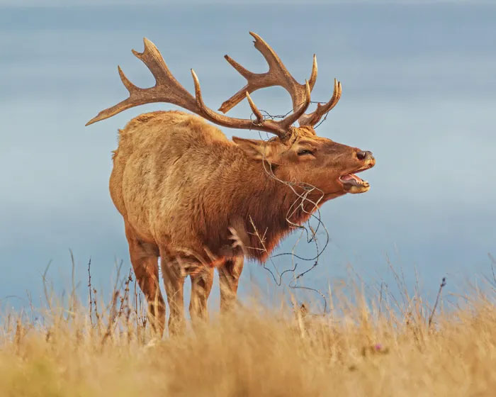 Breathtaking first-ever photos of animals Picture 35