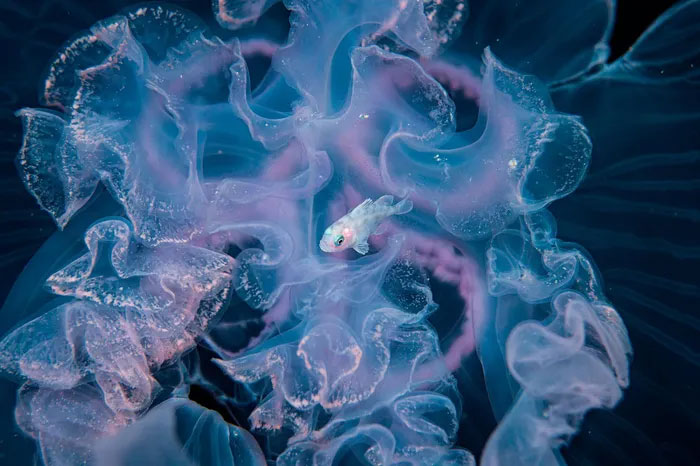 Breathtaking first-ever photos of animals Picture 37