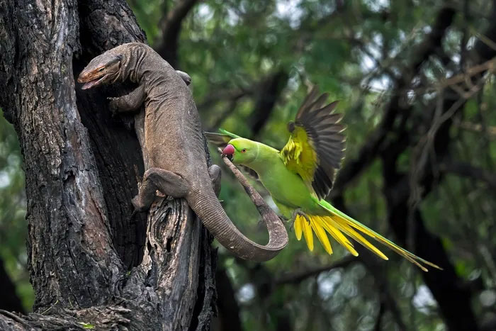 Breathtaking first-ever photos of animals Picture 4
