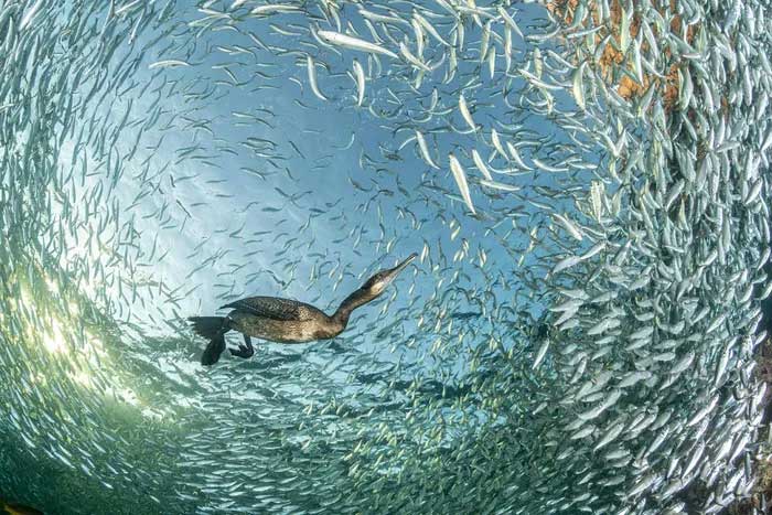 Breathtaking first-ever photos of animals Picture 5
