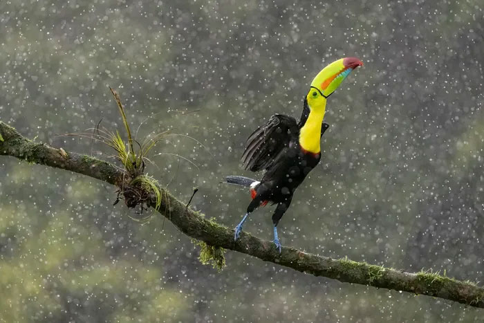 Breathtaking first-ever photos of animals Picture 6