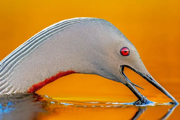 Breathtaking first-ever photos of animals Picture 7