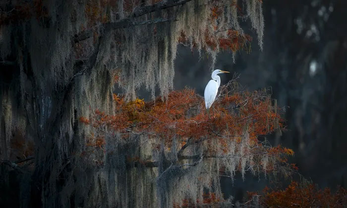 Breathtaking first-ever photos of animals Picture 8