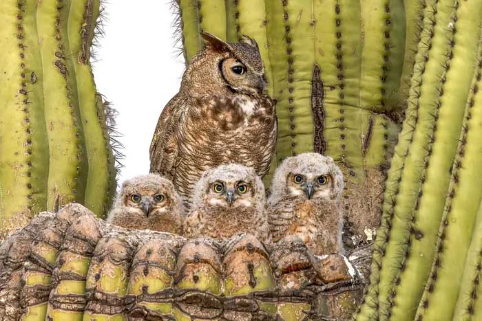 Breathtaking first-ever photos of animals Picture 9