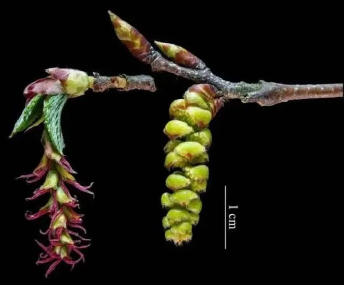Picture 2 of Breeding a plant that is so rare that it is protected 24/7.