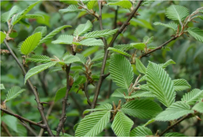 Picture 3 of Breeding a plant that is so rare that it is protected 24/7.