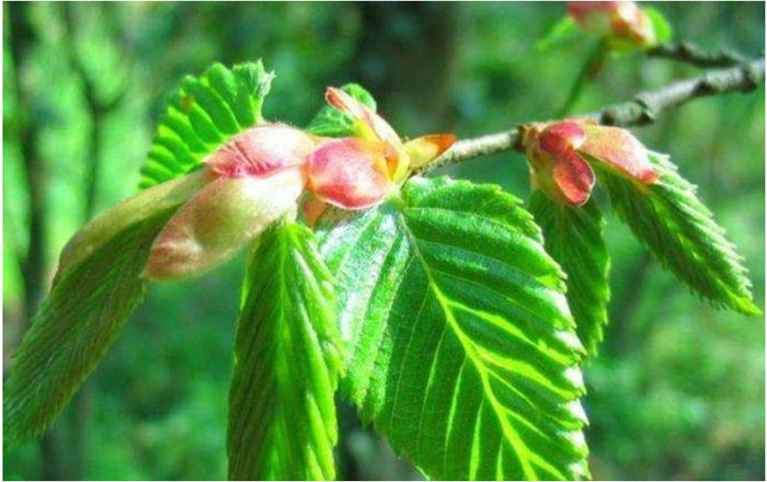 Picture 4 of Breeding a plant that is so rare that it is protected 24/7.