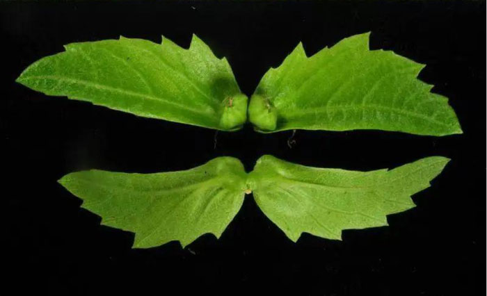Picture 5 of Breeding a plant that is so rare that it is protected 24/7.