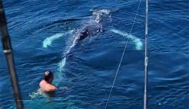 Picture 1 of California angler rescues whale caught in lobster trap and unexpected ending