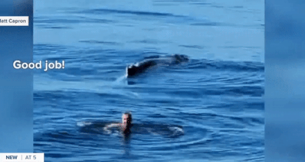 Picture 2 of California angler rescues whale caught in lobster trap and unexpected ending