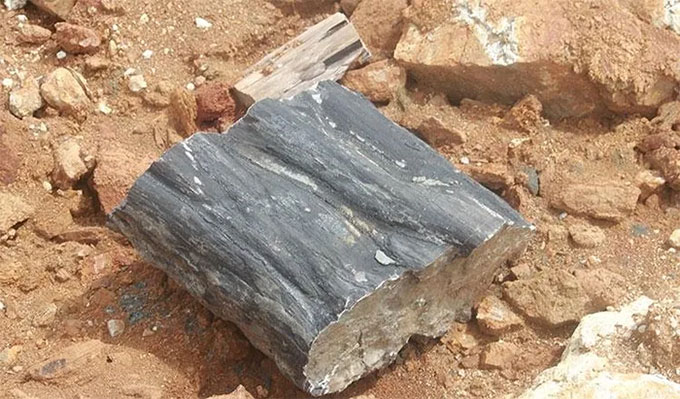 Picture 1 of Cambodia discovers oldest wood fossil ever