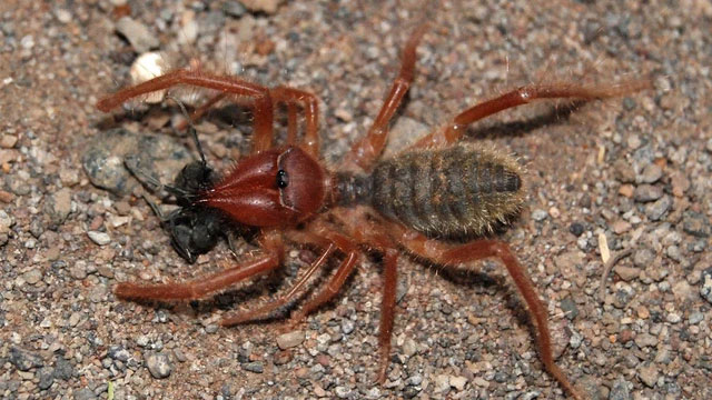 Camel Spider - The Scariest Predator of the Desert