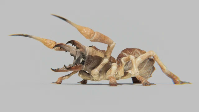 Camel Spider - The Scariest Predator of the Desert Picture 2