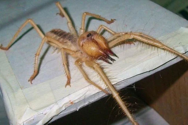 Camel Spider - The Scariest Predator of the Desert