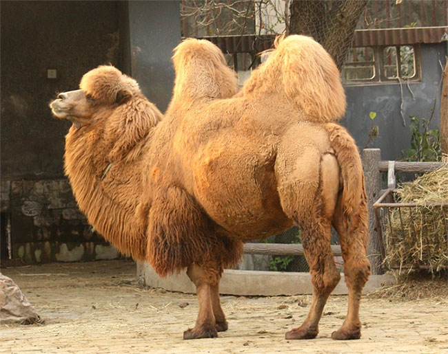 Picture 1 of Camels how to survive in the barren desert?