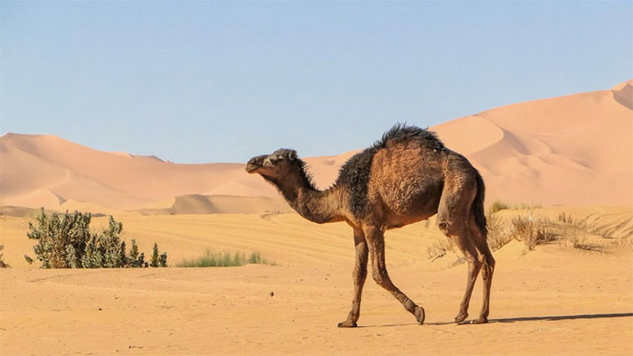 Picture 2 of Camels how to survive in the barren desert?
