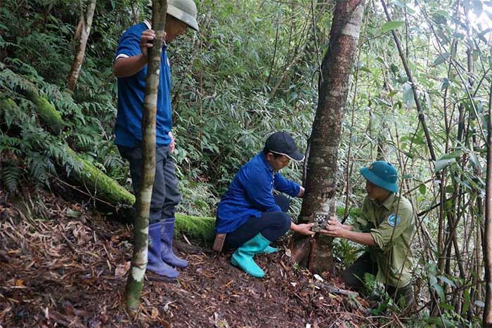 Picture 1 of Camera traps detect some rare animals in Hoang Lien National Park