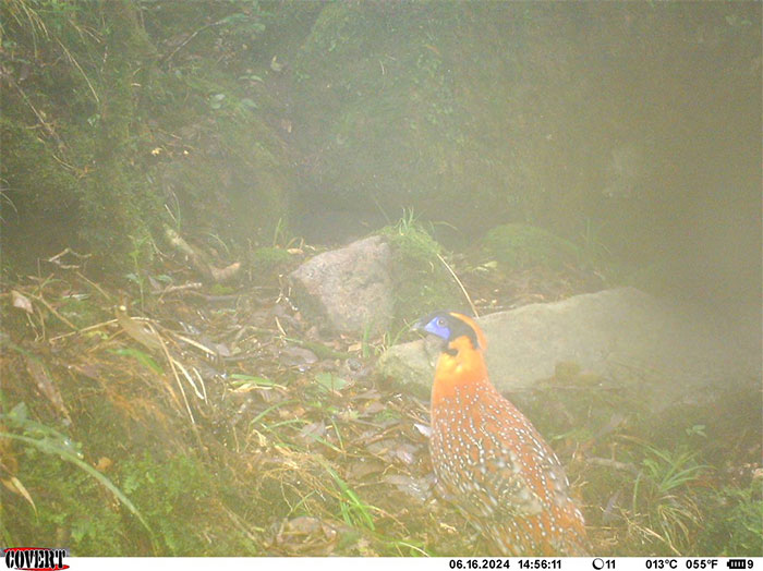 Picture 2 of Camera traps detect some rare animals in Hoang Lien National Park