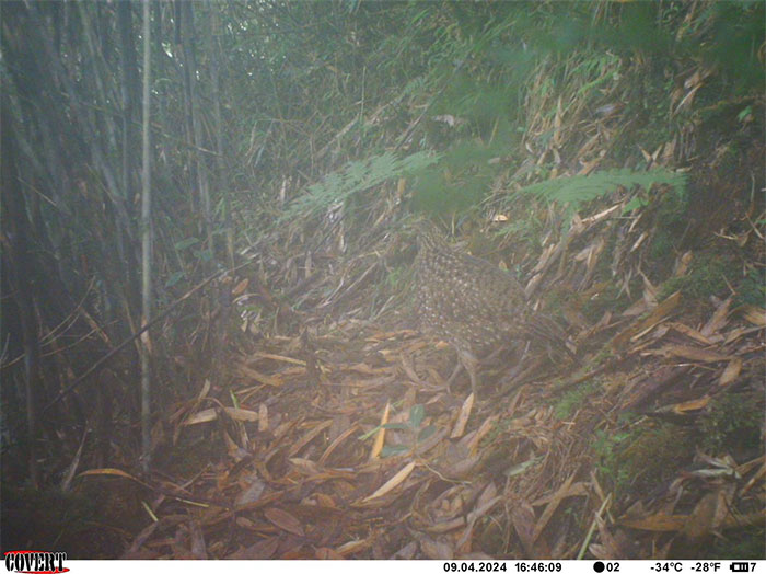 Picture 4 of Camera traps detect some rare animals in Hoang Lien National Park