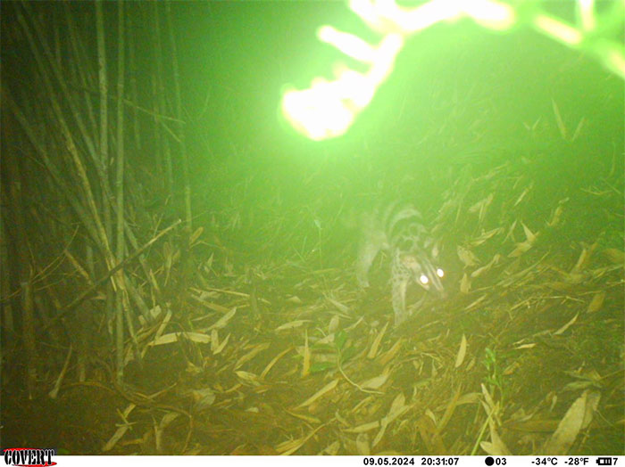 Picture 5 of Camera traps detect some rare animals in Hoang Lien National Park
