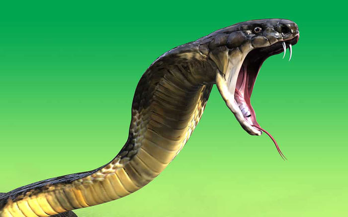 Picture 4 of Can a king cobra kill an African elephant?