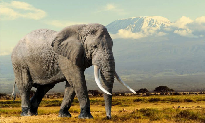 Picture 5 of Can a king cobra kill an African elephant?