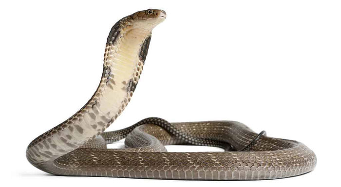 Picture 6 of Can a king cobra kill an African elephant?