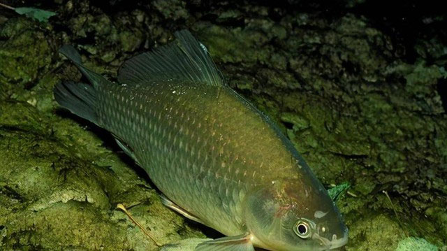 Picture 1 of Can carp live 10 years in a tank without feeding?