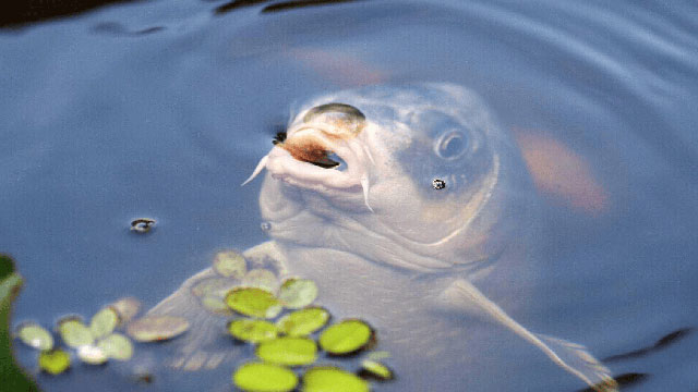 Picture 2 of Can carp live 10 years in a tank without feeding?