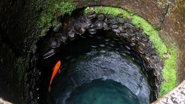 Picture 3 of Can carp live 10 years in a tank without feeding?