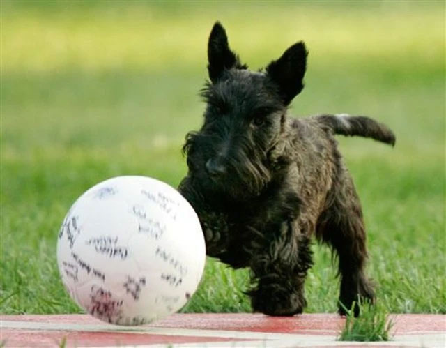 Picture 1 of Can dogs understand the meaning of many nouns?