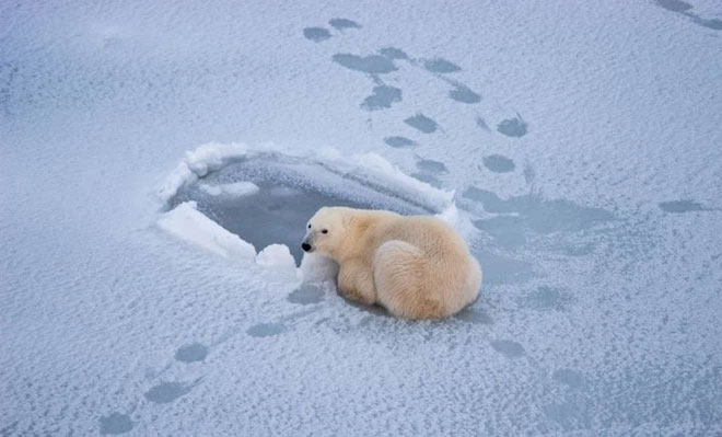 Picture 1 of Can polar bears survive in Antarctica?