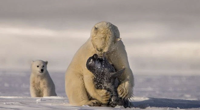 Picture 2 of Can polar bears survive in Antarctica?
