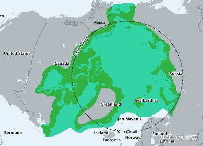 Picture 3 of Can polar bears survive in Antarctica?