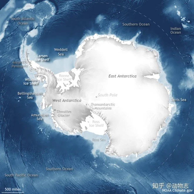 Picture 4 of Can polar bears survive in Antarctica?