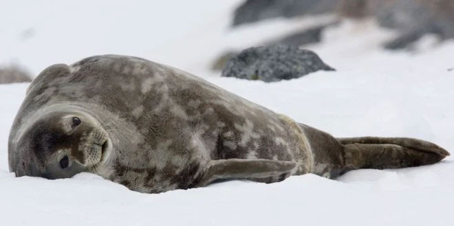 Picture 5 of Can polar bears survive in Antarctica?