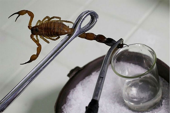 Picture 1 of Can scorpion essence cure cancer?