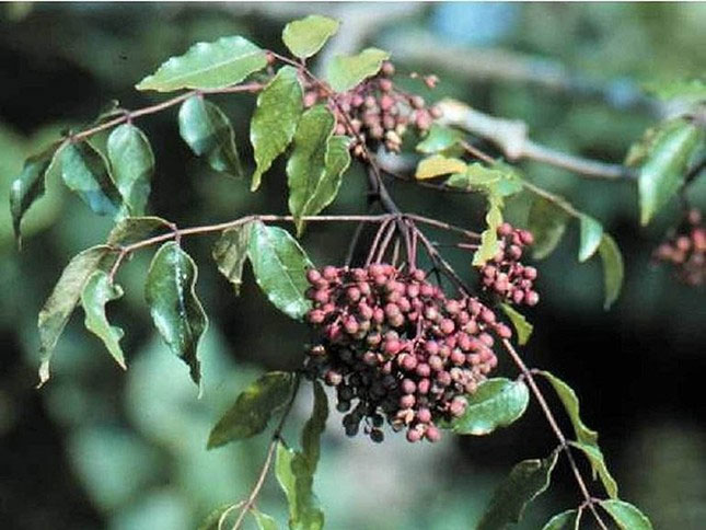 Picture 2 of Cancer-fighting compound discovered in a common spice in Northern Vietnam.