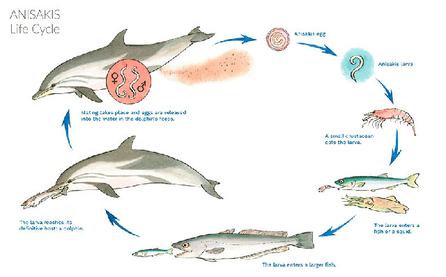 Picture 6 of Canned fish that expired 50 years ago, thought to be just scrap, suddenly became a priceless treasure