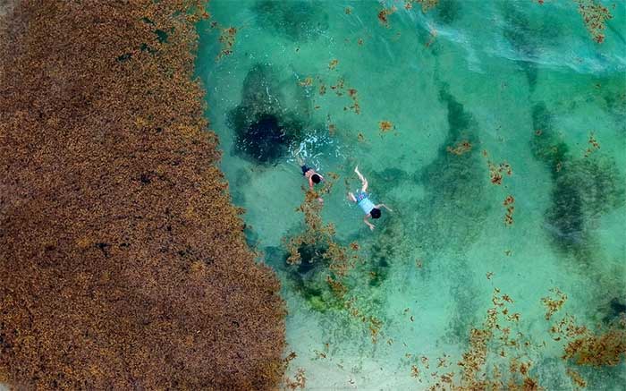 Picture 1 of Caribbean scientists turn harmful seaweed into car fuel