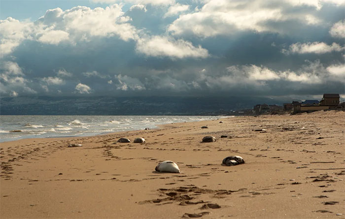 Picture 3 of Caspian Sea tragedy: The world's largest lake is drying up!