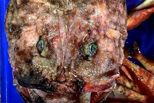 Picture 1 of Catch the mysterious creature like in the deep sea horror movie