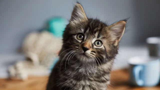 Cats' brains are shrinking and it's human's fault Picture 2