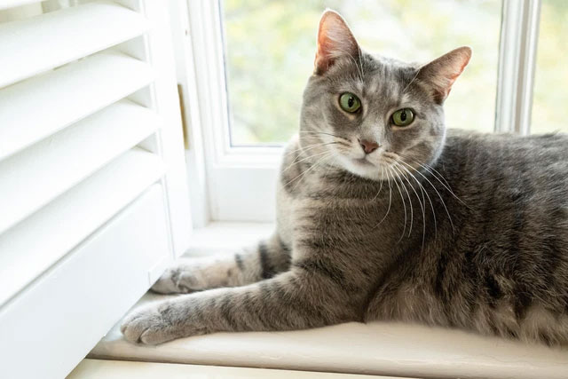 Cats' brains are shrinking and it's human's fault Picture 3