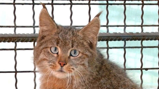 Cats' brains are shrinking and it's human's fault Picture 4