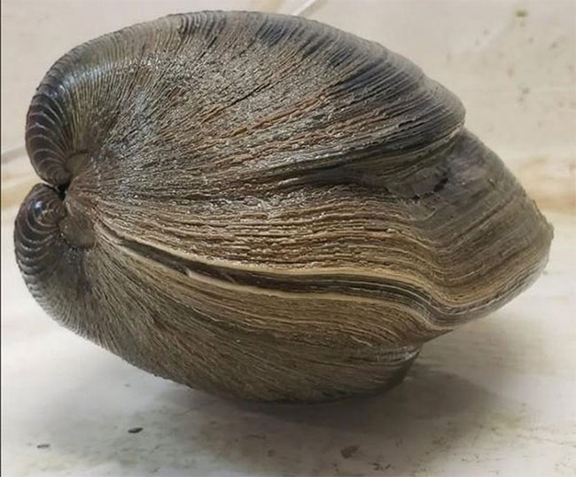 Picture 2 of Caught a clam weighing more than 1kg, intended to cook porridge but was surprised to know its 'origin'