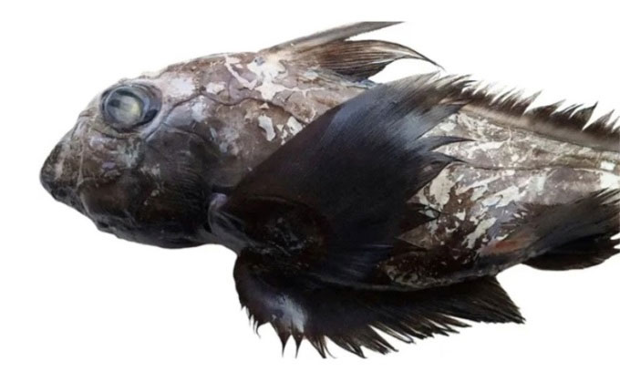 Picture 1 of Caught a ghost shark with a strange shape