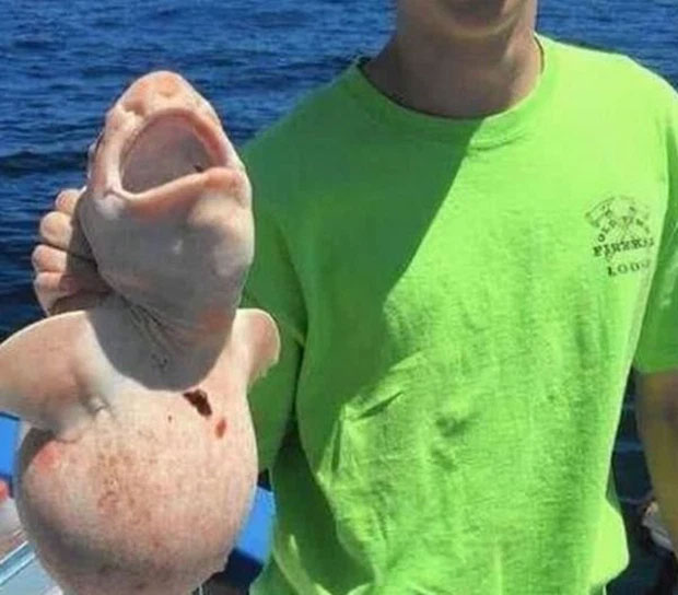 Picture 1 of Caught a strange pink creature in the sea, the whole boat quickly released it after knowing its origin