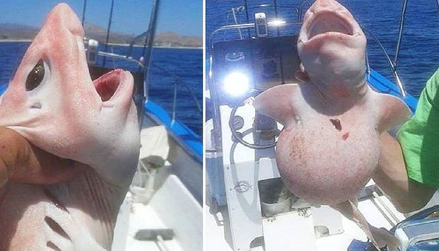 Picture 2 of Caught a strange pink creature in the sea, the whole boat quickly released it after knowing its origin
