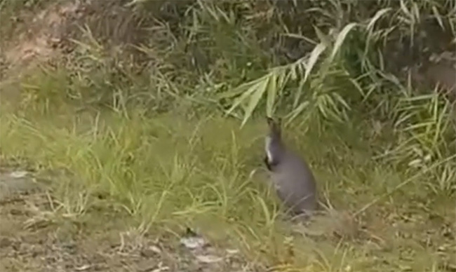 Caught three kangaroos in the wild in Cao Bang Picture 1